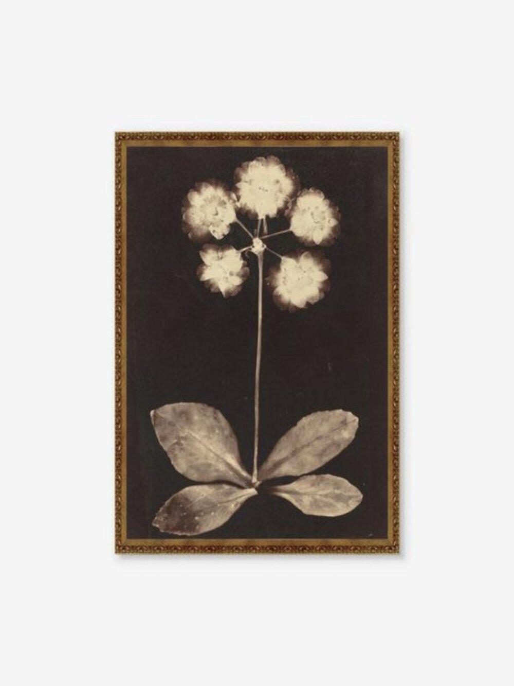 Lulu and Georgia Botanical Photogram Framed Wall Art